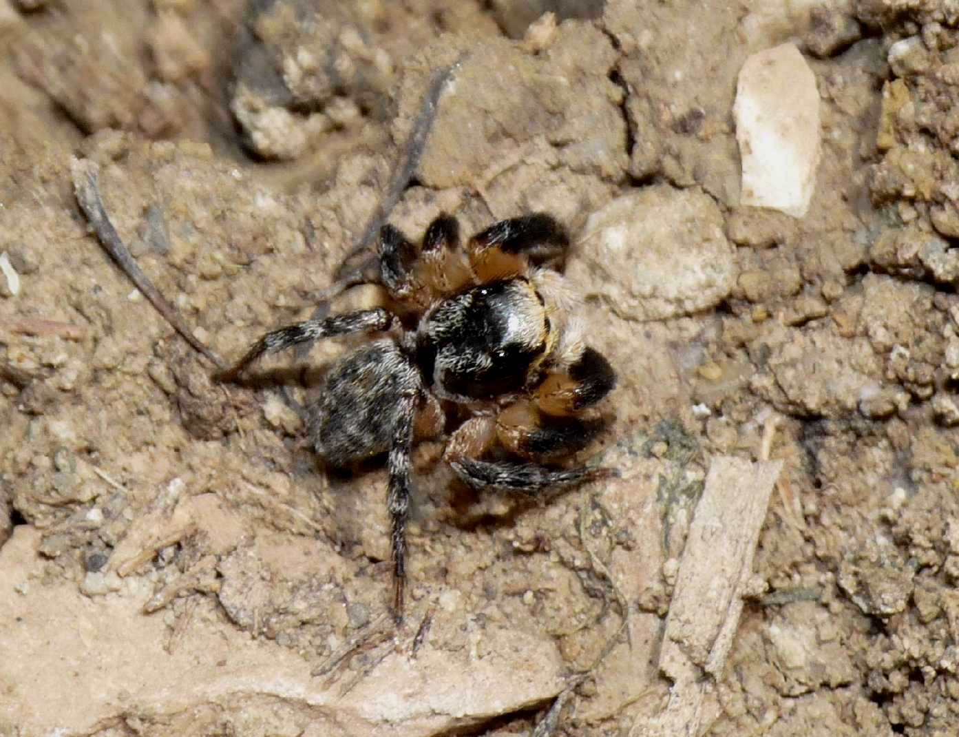 Salticidae zampe massicce: Euophrys sulphurea - Tolfa (RM)